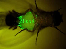 "Who is he, and what is he to you?" Dissecting recognition, social experience and their effects on the sexual behaviour of D. melanogaster logo