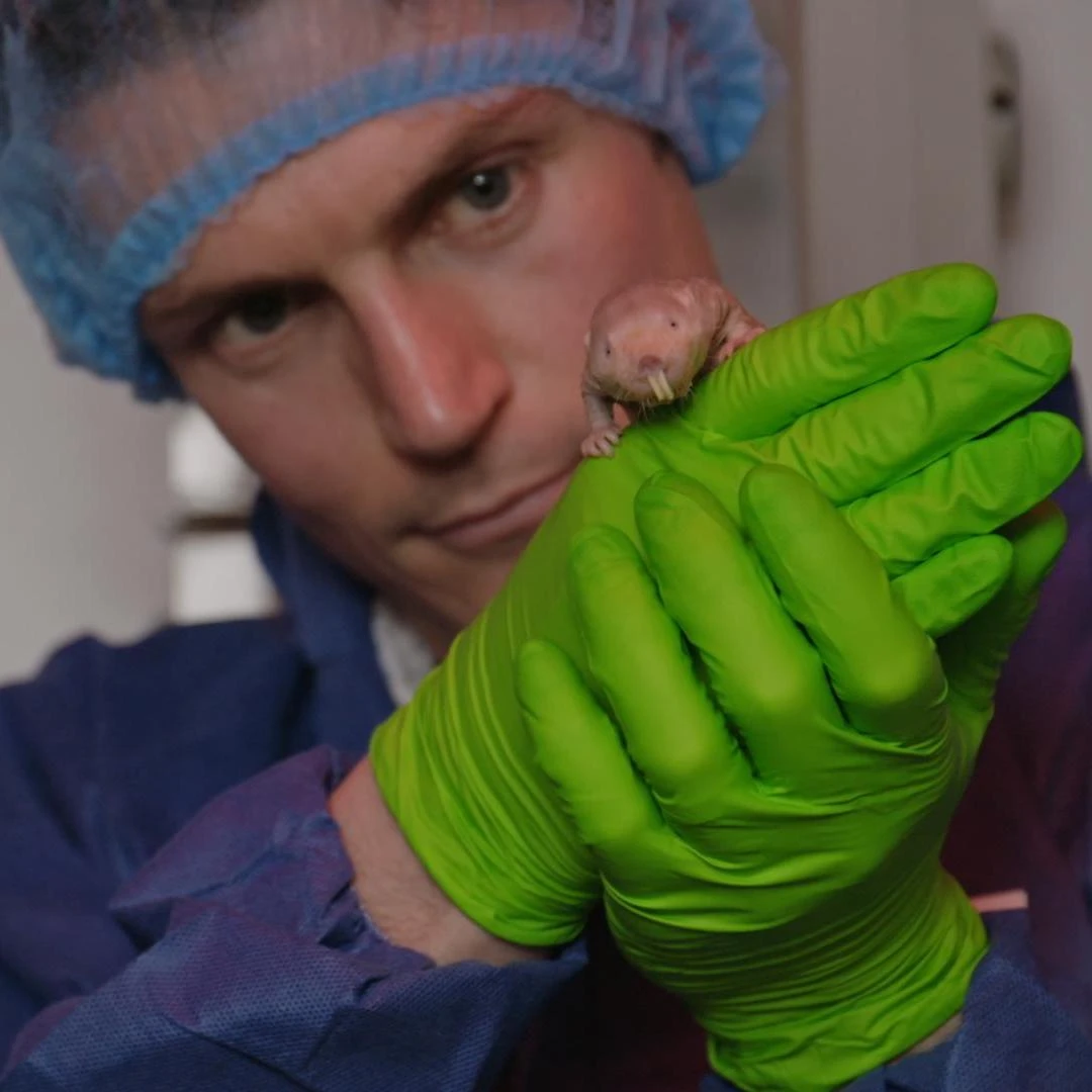 Cancer resistance in the naked mole-rat: tales of transformation and more! logo