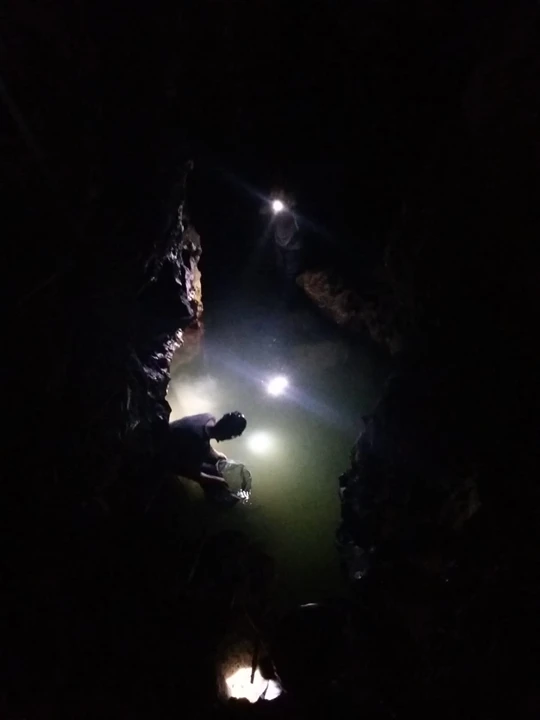 Evolution of sensory-driven behaviours in blind cavefish logo