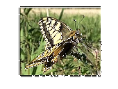 Swallowtails - keeping them safe at home and abroad logo