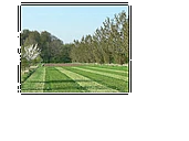 Trees on Farms: investigating the conservation benefits of agroforestry logo