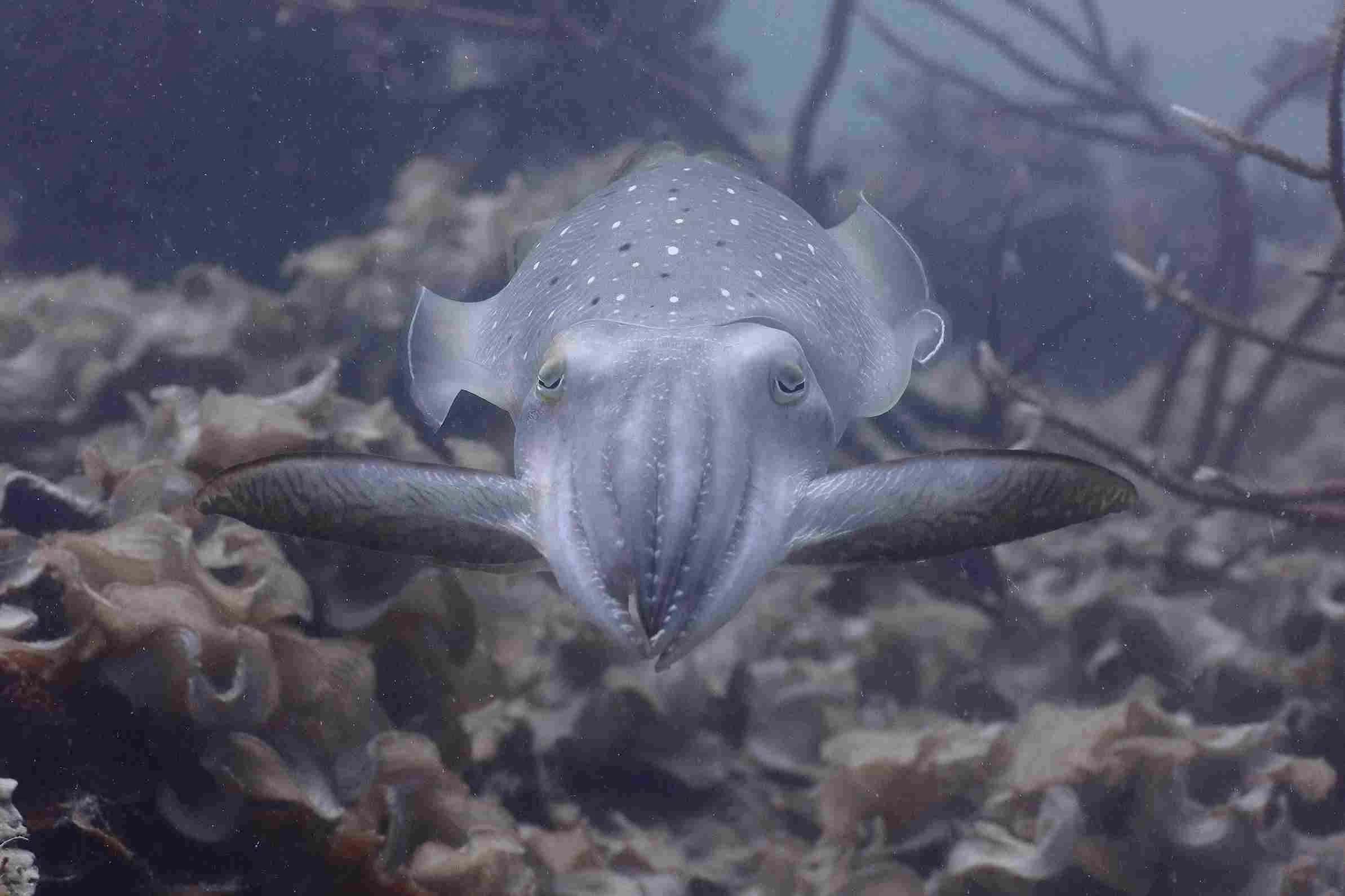 Task-dependent vision in the marine environment logo