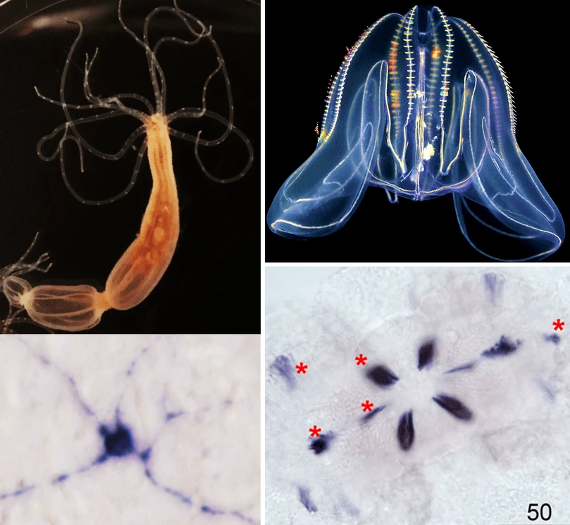 Evolution of neurons and neuropeptides in early animal lineages logo