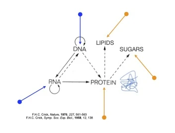 Sugars &amp; proteins logo
