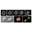 Our archael ancestry: cell division from arhaea to eukaryotes logo