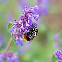 Pollinator Conservation – and your Lawn logo