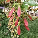 Phenology in the Botanic Garden logo