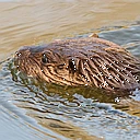 Otters – in Cambridgeshire logo