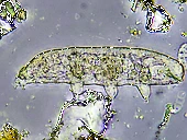 Overlooked wildlife, or, Why are there so many species? logo