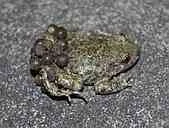 A beep in the dark: 120 years of midwife toads in Great Britain logo