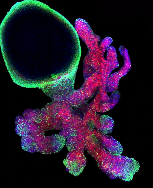 Symmetry breaking decisions in stem cells from mouse bi-layered epithelia in development and regeneration. logo