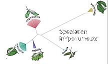 Studying Speciation in the Small Ermine Moths (Yponomeuta) logo