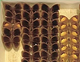 Tropical Butterflies: using museum collections to study changes in biodiversity logo