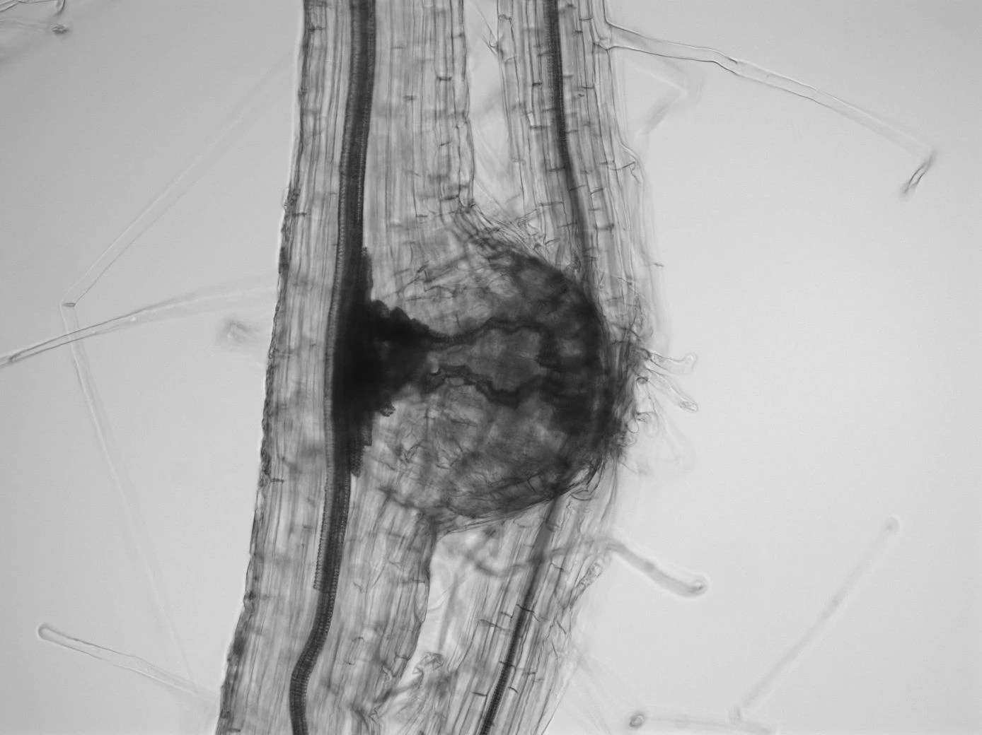 Molecular Signals in and from Parasitic Plants logo