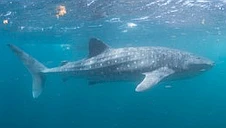 The Marine World logo