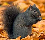 Squirrels of the British Isles: Red, Grey, and Black! logo