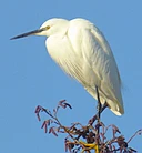 The Cambridgeshire Bird Club - 1925 to 2025: a century of bird watching logo