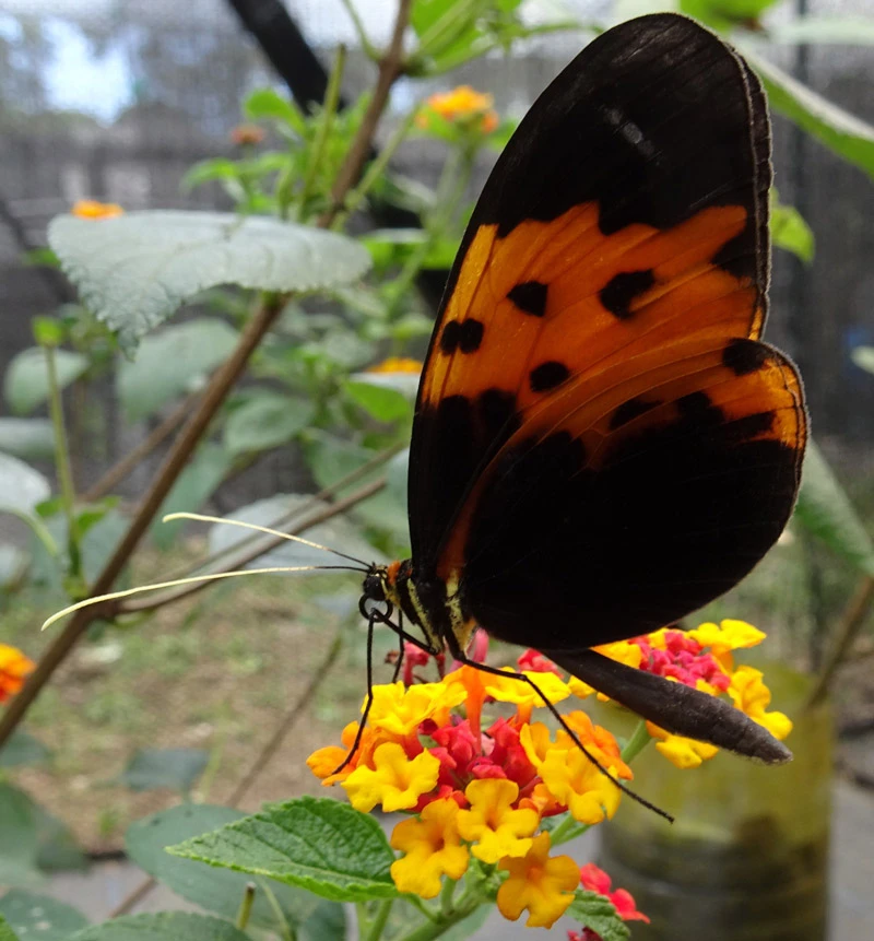 The roles of chromosomal rearrangements and hybridisation in the rapid diversification of Ithomiini butterflies logo
