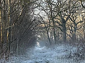 The History of Forests logo