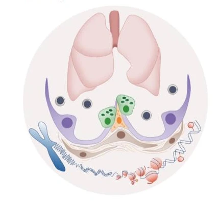 It is not all in your genes - epigenetic regulation of human lung repair logo