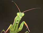 The Past and Future of Natural History logo
