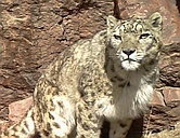 Searching for (and finding) Snow Leopards logo