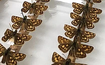 Conserving Butterflies: Past, Present and Future logo