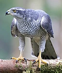 Looking for the Goshawk - The Lost Raptor logo