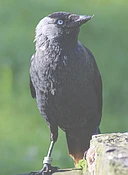 Unsung Songbirds: Vocal Communication and Cognition in Corvids logo