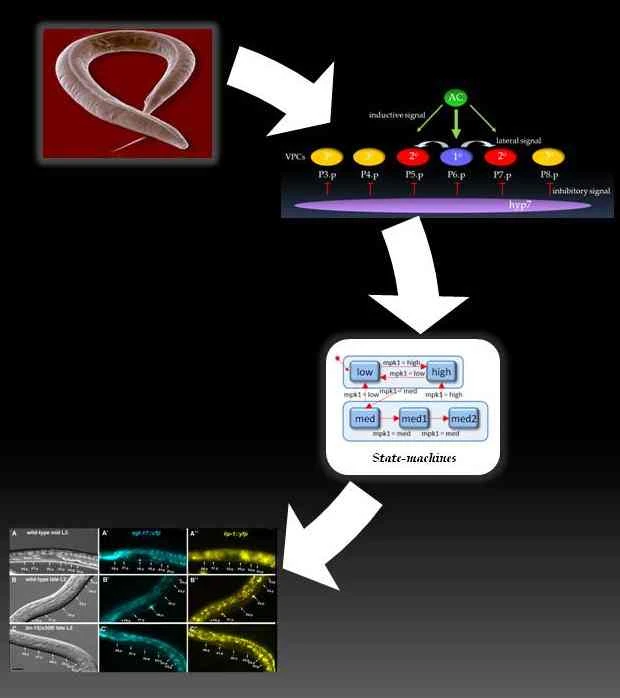 The road to Executable Biology logo