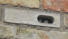 Update on Swift Conservation in the UK logo