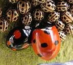 Ladybirds in the UK: more diverse than you may think! logo
