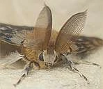 CNHS Field Studies 2025 logo