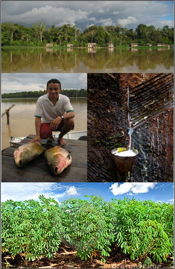 Does money grow on trees? Implications of livelihood heterogeneity in Amazonian reserves logo