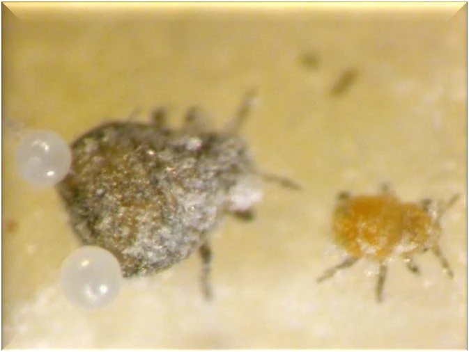 Colony defense by post-reproductive adults and young nymphs in a social aphid logo