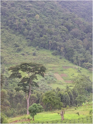 Carbon, Forests and the REDD Paradox logo