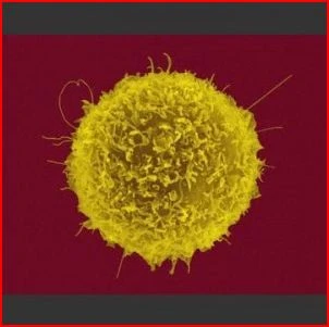 Regulatory cells in autoimmunity event:  Analysing and moderating function logo