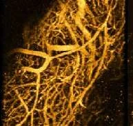 Optical Imaging in Cancer and Radiobiology logo