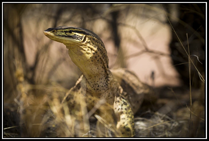 Locomotion in Australian Monitor Lizards: Ecomorphological and Ecophysiological Considerations logo