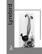 Looking Back at Lyrebird logo