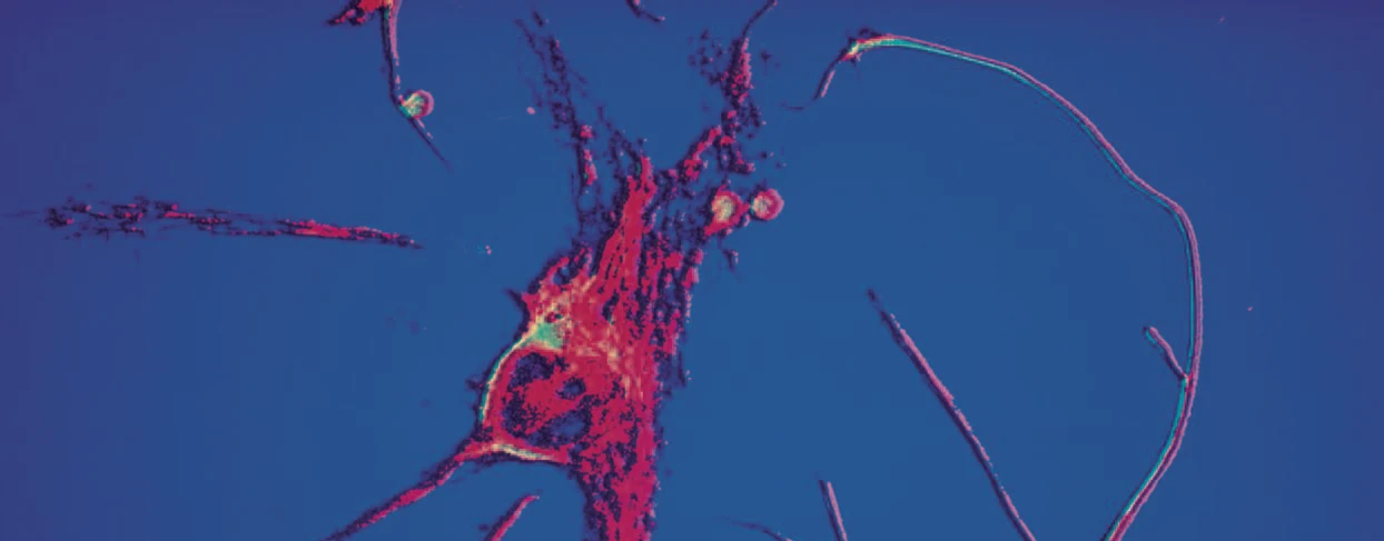 Horizon - Neuroscience and Society logo