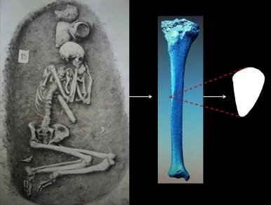 Tibial rigidity through prolonged culture change: Adaptation across ~6150 years of agriculture in Central Europe logo