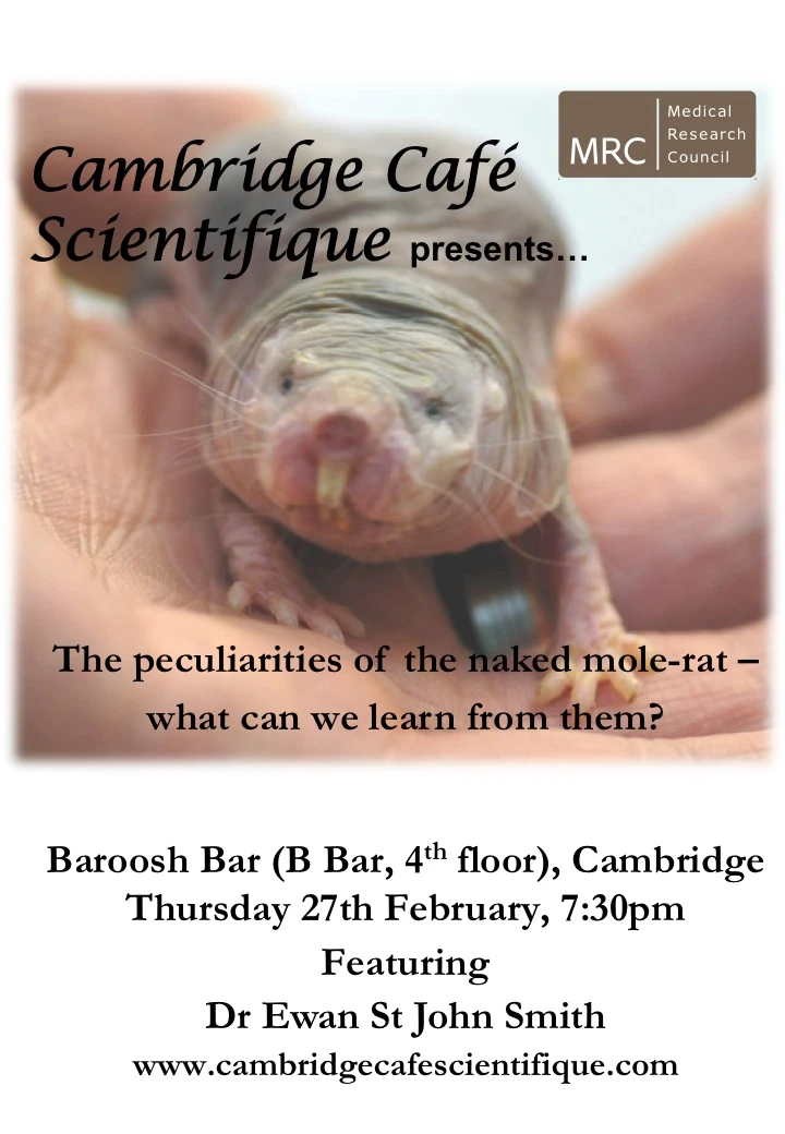 The peculiarities of the naked mole-rat –  what can we learn from them? logo