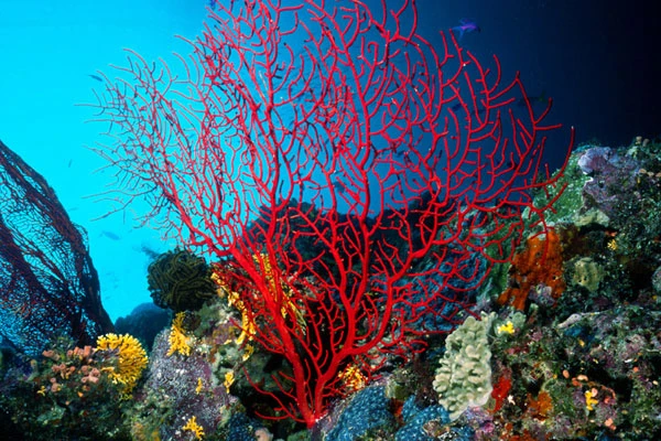 The impacts of climate change on Indian Ocean coral reef biodiversity logo
