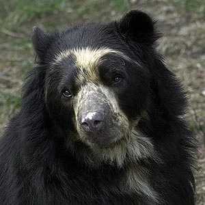 Establishing distribution, habitat and landscape-use of the Andean bear logo