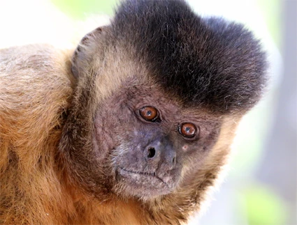 Tool Use by Capuchin Monkeys in Sierra da Capivara National Park (Brazil) logo