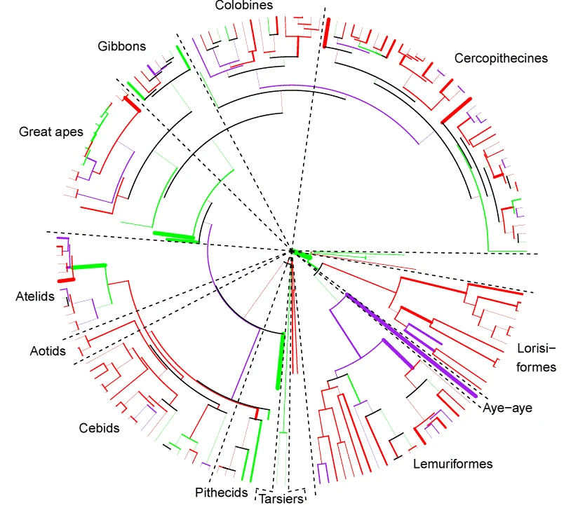 Inferring a Deep Time Evolutionary Anatomical Context of Primates and Hominoids logo