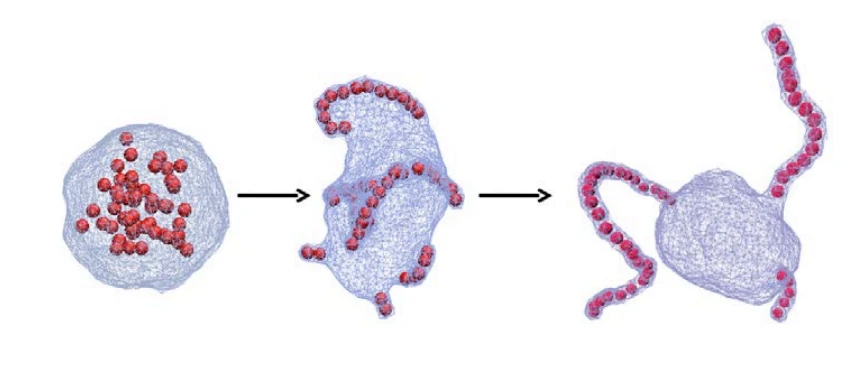 Self-assembly of nanoparticles on membranes logo