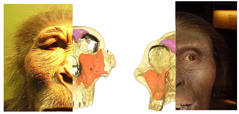 Legends of Facial Hollows - the science of inner space logo