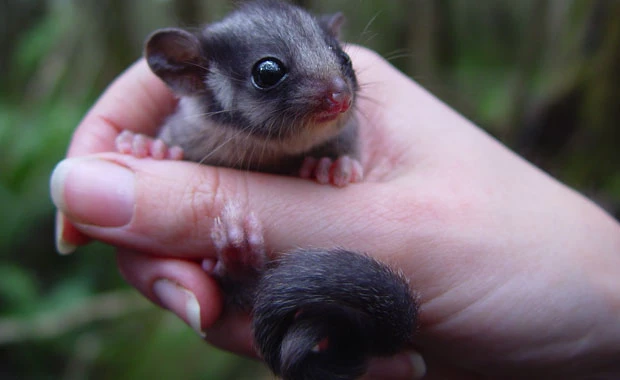 Zoo-based conservation: connecting people with wildlife to secure a species-rich future logo